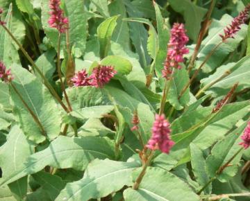 Persicaria amplexicaulis 'Inverleith'
