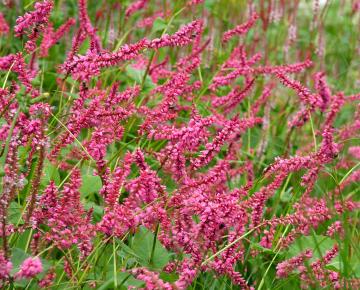 Persicaria amplexicaulis 'Janet'