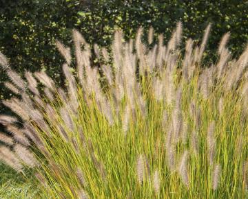 Pennisetum alopecuroides 'Japonicum'