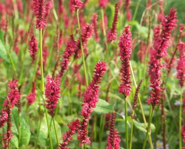 Persicaria amplexicaulis 'J.S.Calor' ®