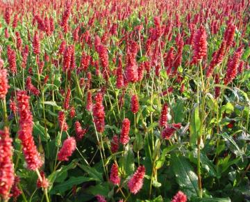 Persicaria amplexicaulis 'J.S.Delgado Macho' ®