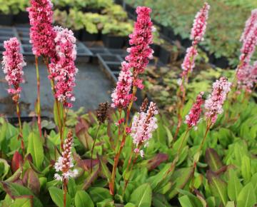 Persicaria affine 'Kabouter'