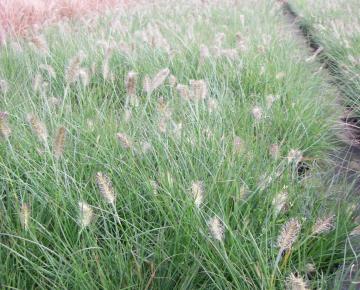 Pennisetum alopecuroides 'Little Bunny'