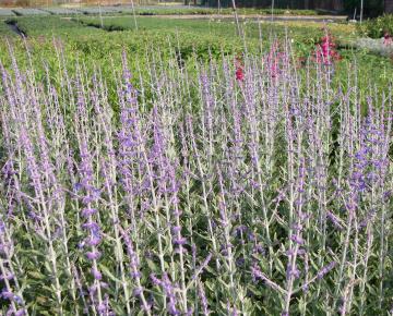 Perovskia atriplicifolia 'Little Spire' ®
