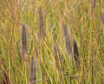 Pennisetum alopecuroides 'Moudry'