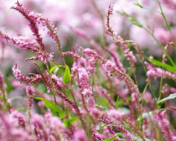 Persicaria amplexicaulis 'Pink Elephant' PBR