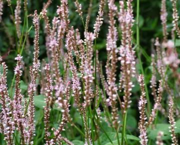 Persicaria amplexicaulis 'Pink Mist'