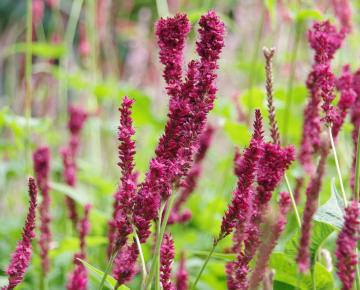 Persicaria amplexicaulis 'Purple Spears'