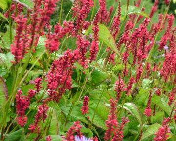 Persicaria amplexicaulis 'Red Baron'