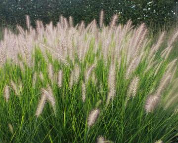 Pennisetum alopecuroides 'Reborn'