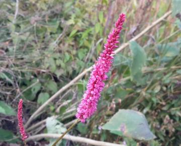 Persicaria amplexicaulis 'Rowden Gem'