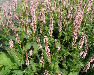 Persicaria amplexicaulis 'Rosea'