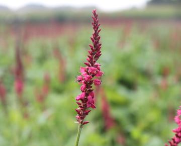 Persicaria amplexicaulis 'Speciosa'