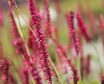 Persicaria amplexicaulis 'Summer Dance'