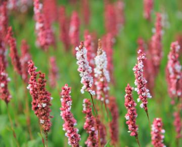 Persicaria affine 'Superba'