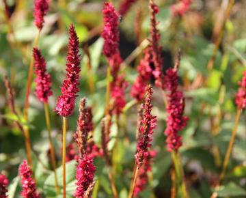 Persicaria amplexicaulis 'Vesuvius'