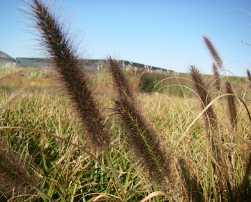 Pennisetum alopecuroides 'Viridescens'