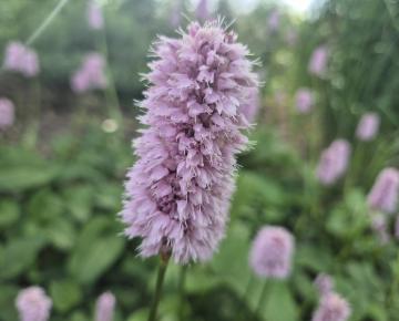 Persicaria bistorta 'Superba'