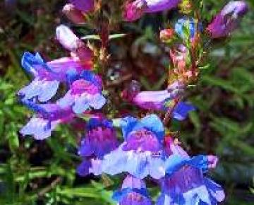 Penstemon  'Catherine de la Mare'