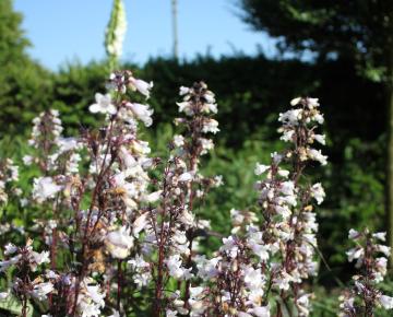 Penstemon digitalis 'Husker Red'