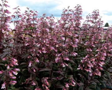 Penstemon  'Dark Towers' ®