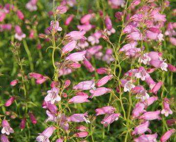 Penstemon  'Evelyn'