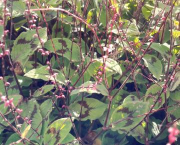 Persicaria filiformis