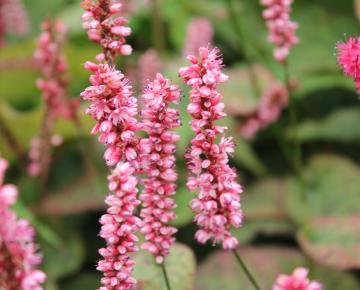 Persicaria amplexicaulis 'Harlequin' ®