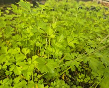 Petroselinum hortense