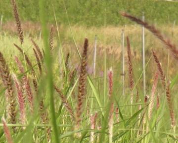 Pennisetum incomptum