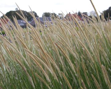 Pennisetum macrourum
