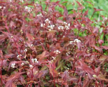 Persicaria microcephala 'Red Dragon'  PBR