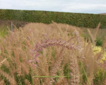 Pennisetum orientale 'Flamingo'