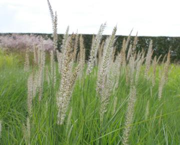 Pennisetum orientale 'Fairy Tails'
