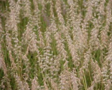 Pennisetum orientale