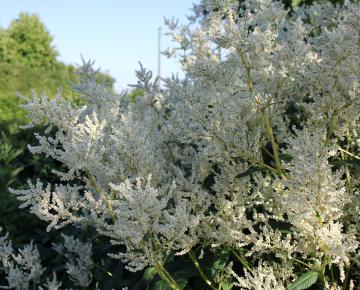 Persicaria polymorpha