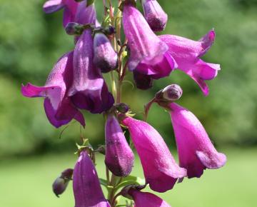Penstemon 'Purple Passion'