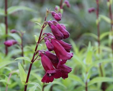 Penstemon  'Rich Ruby'