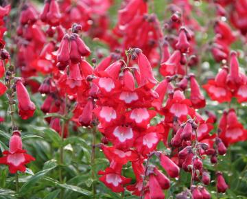 Penstemon  'Rubicunda'