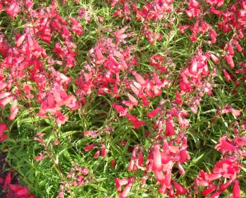 Penstemon  'Schoenholzeri'
