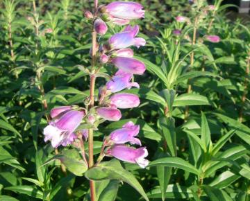 Penstemon  'Sour Grapes'