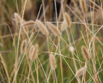 Pennisetum thunbergii