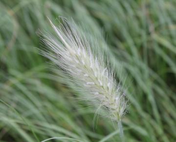 Pennisetum villosum