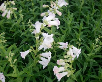 Penstemon  'White Bedder'