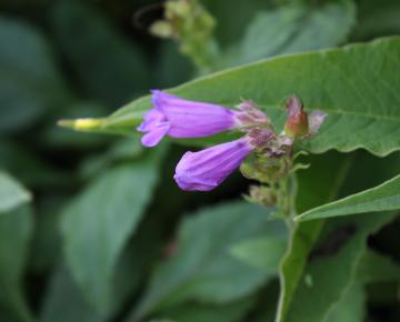 Penstemon  'Winter Star'