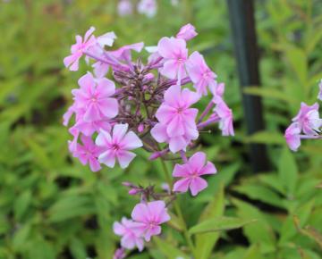 Phlox amplifolia JS 'Christine' ®