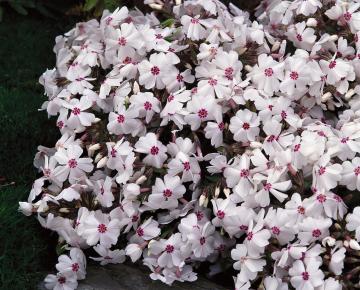 Phlox subulata 'Amazing Grace'