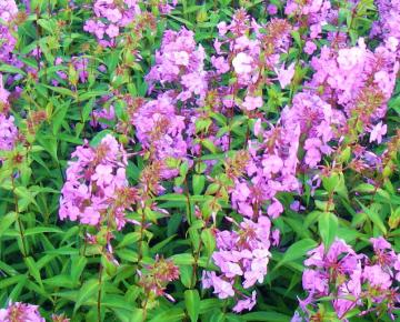 Phlox maculata 'Alpha'