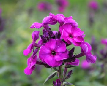 Phlox paniculata 'Amethyst'