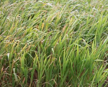 Phalaris arundinacea